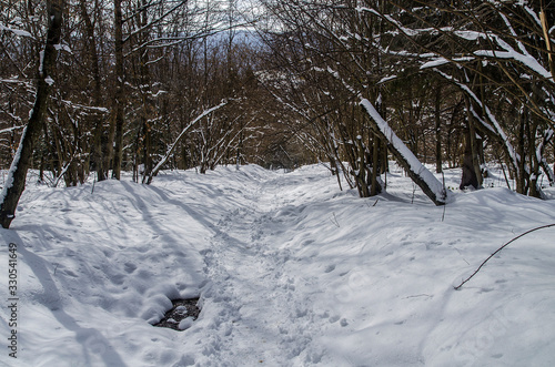 Las zimą w Bieszczadach © wedrownik52