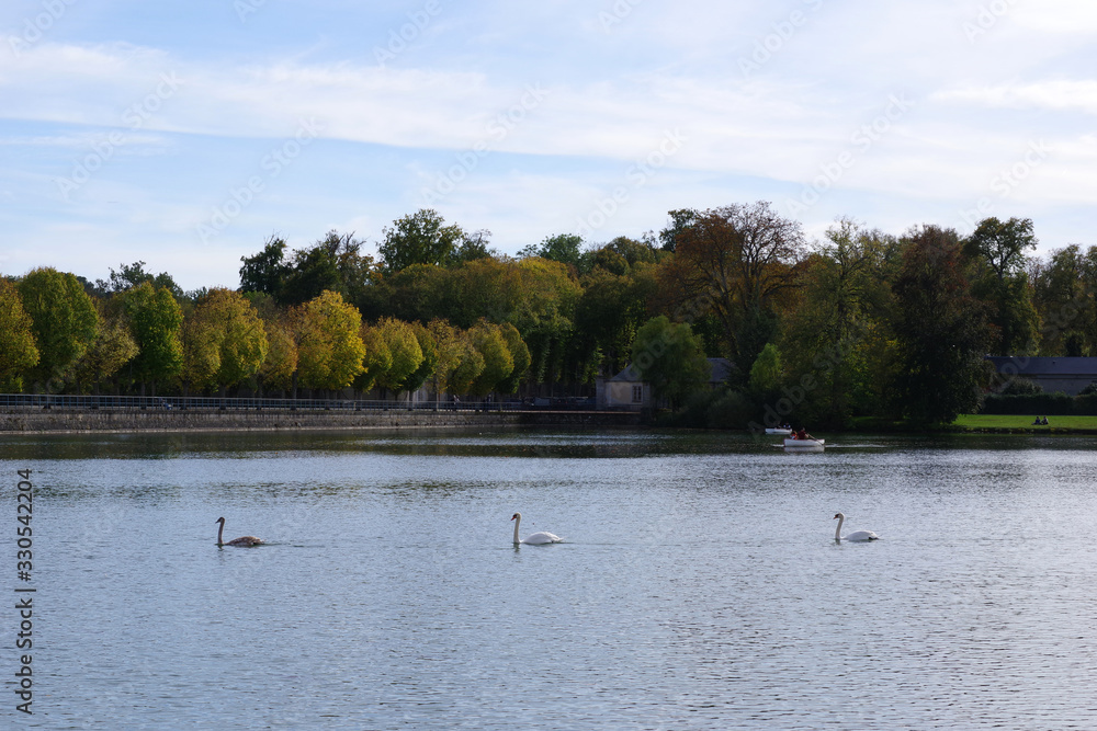 Trois cygnes à la suite sur un bassin de Fontainebleau