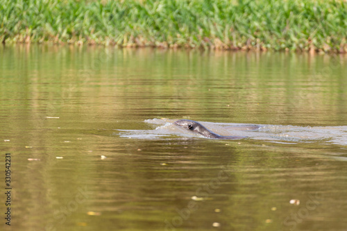 Giant otter from Pantanal  Brazil