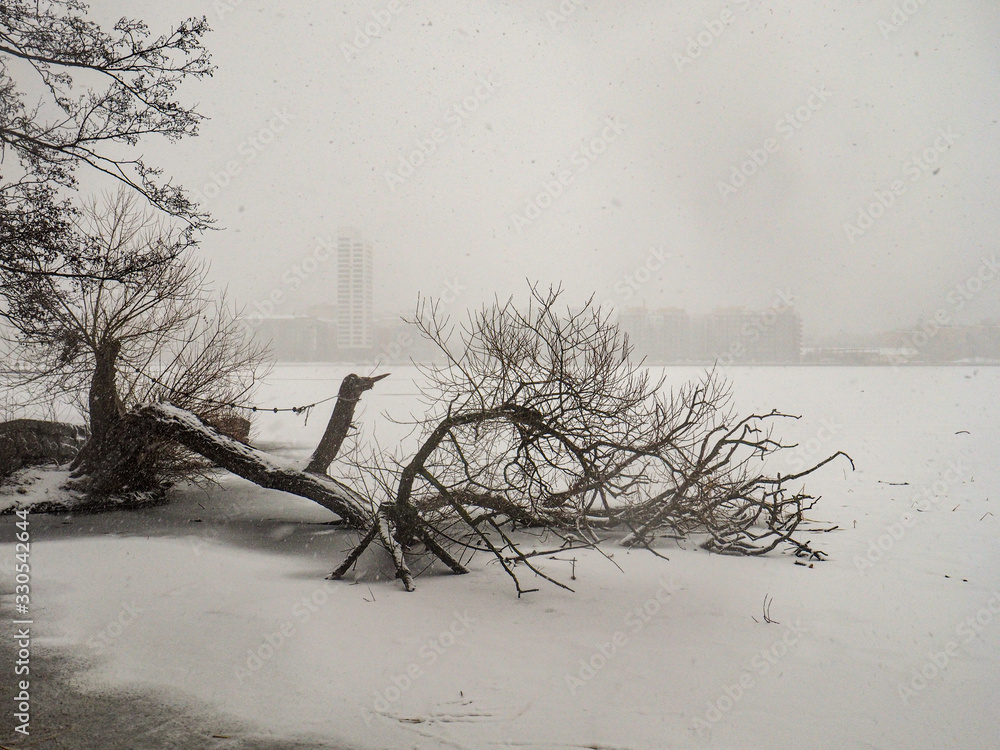 broken tree in frozen lake