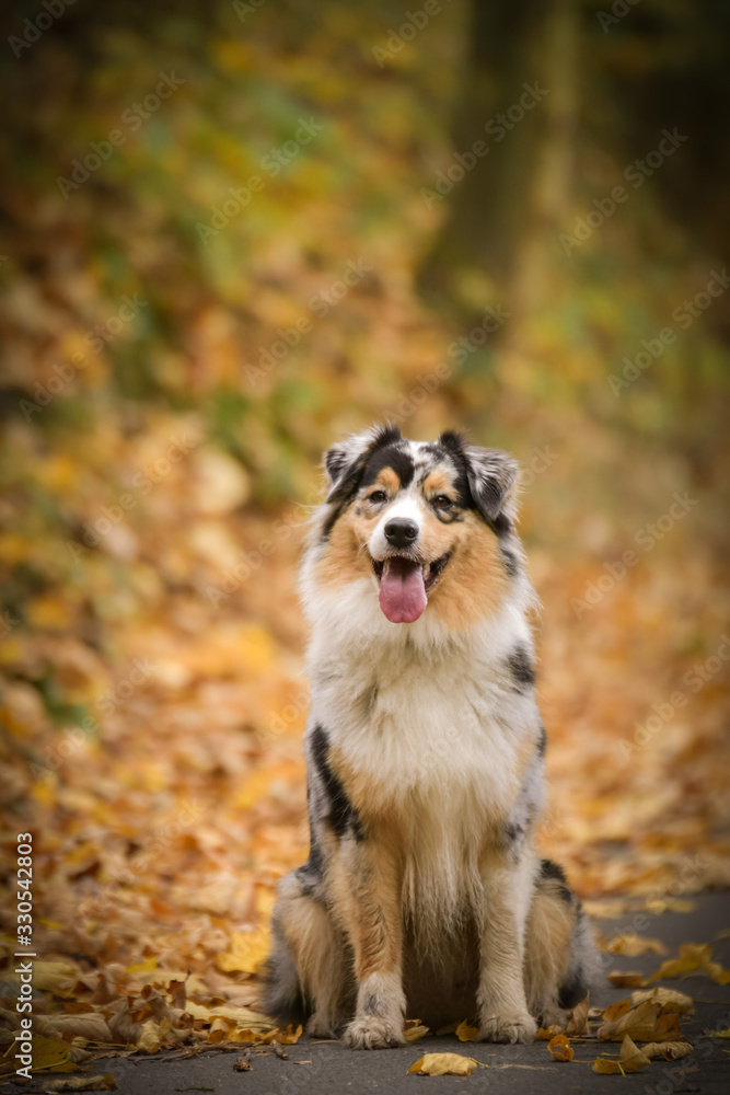 Australian shepherd is sitting in nature around are leaves. She is so cute dog.
