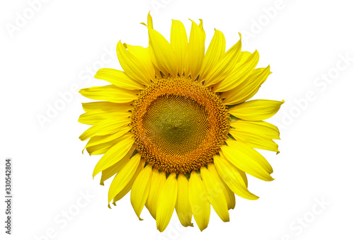 Sunflower isolated on white background  with clipping path. Yellow flower.