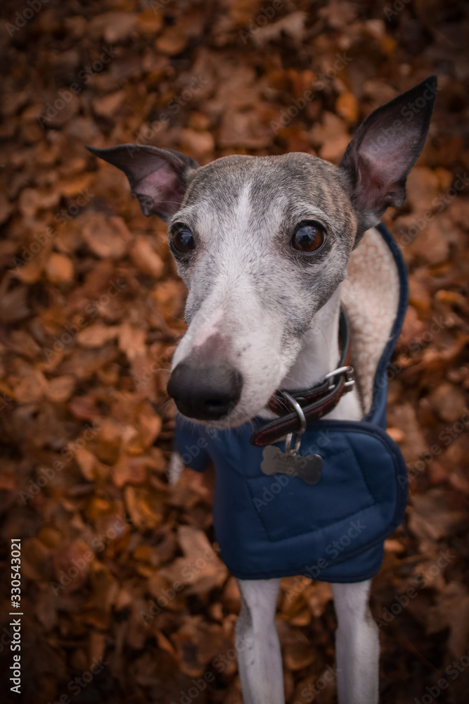 Fototapeta premium Autumn portrait of female whippet. She is so cute and happy outside.