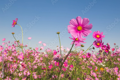 pink cosmos flower © chyball