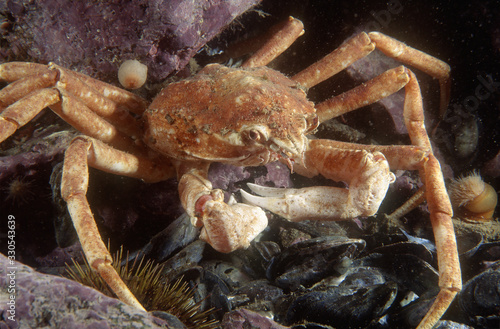 Great spider crab underwater in the St. Lawrence River