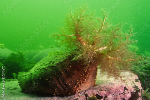 Orange Footed Sea Cucumber underwater in the St. Lawrence River