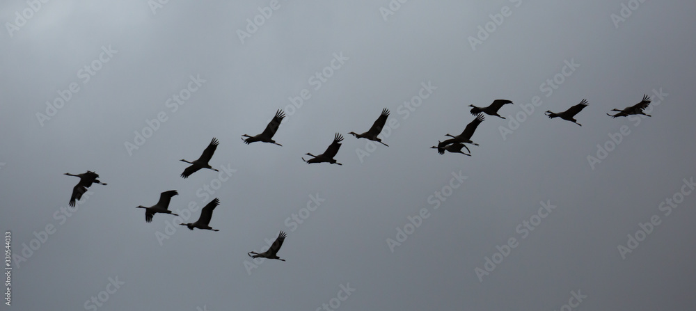 Cranes flying in cloudy sky