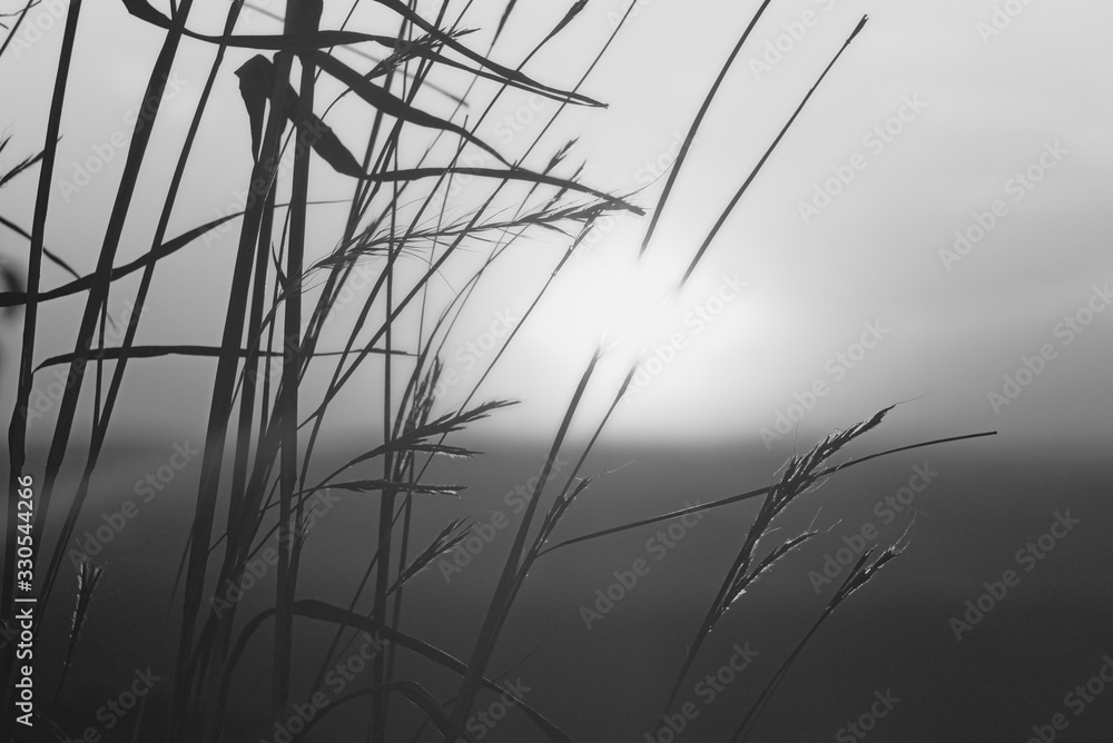 Fototapeta premium sunrise behind wild grasses on the mountain