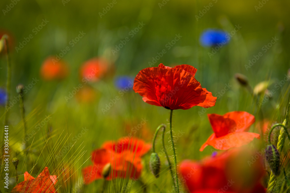 Obraz premium Mohnblume