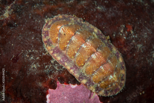 Mottled Red Chiton underwater in the St. Lawrence River photo
