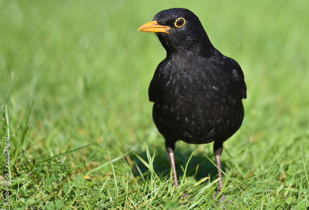 Fototapeta premium Amsel Männchen