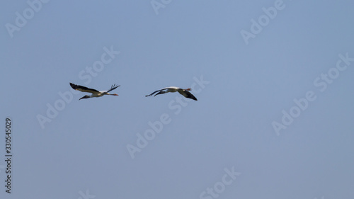 Birds in flight detail from Pantanal  Brazil
