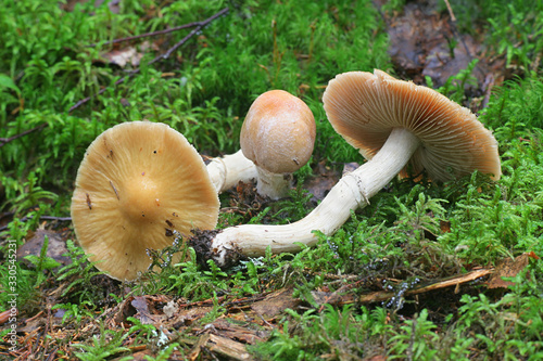 Cortinarius caperatus, known as the gypsy mushroom, wild edible mushrooms from Finland