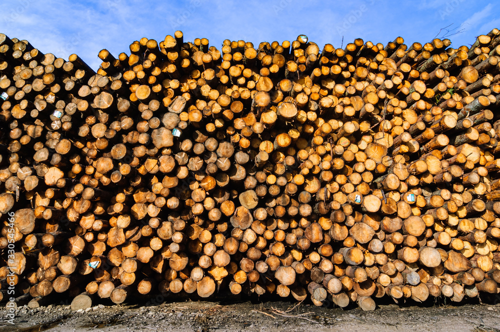 Timber logging in forest, Sweden