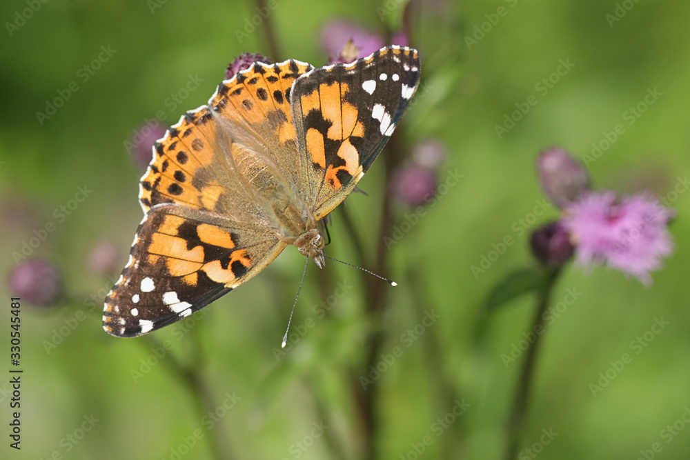 Vanessa cardui, known as the painted lady, feeding on creeping thistle. Cirsium arvense Vanessa cardui, known as the painted lady, feeding on creeping thistle. Cirsium arvense