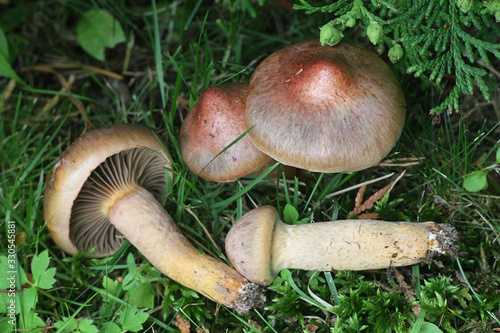 Gomphidius rutilus (Chroogomphus rutilus coll.), known as the copper spike or brown slimecap, wild mushroom from Finland