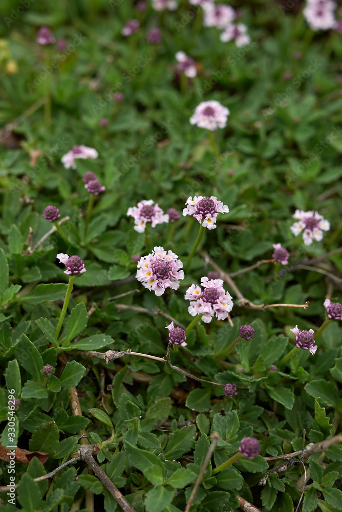 Phyla nodiflora Phyla nodiflora