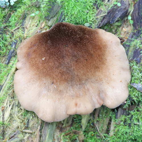 Lentinellus castoreus or Lentinellus ursinus var. castoreus, an oysterling type mushroom from Finland with no common english name photo