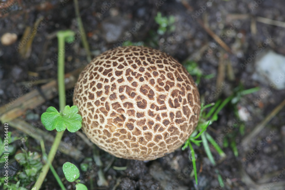 Scleroderma bovista, or Scleroderma verrucosum var. bovista, known as the Potato Earthball, wild fungus from Finland Scleroderma bovista, or Scleroderma verrucosum var. bovista, known as the Potato Earthball, wild fungus from Finland
