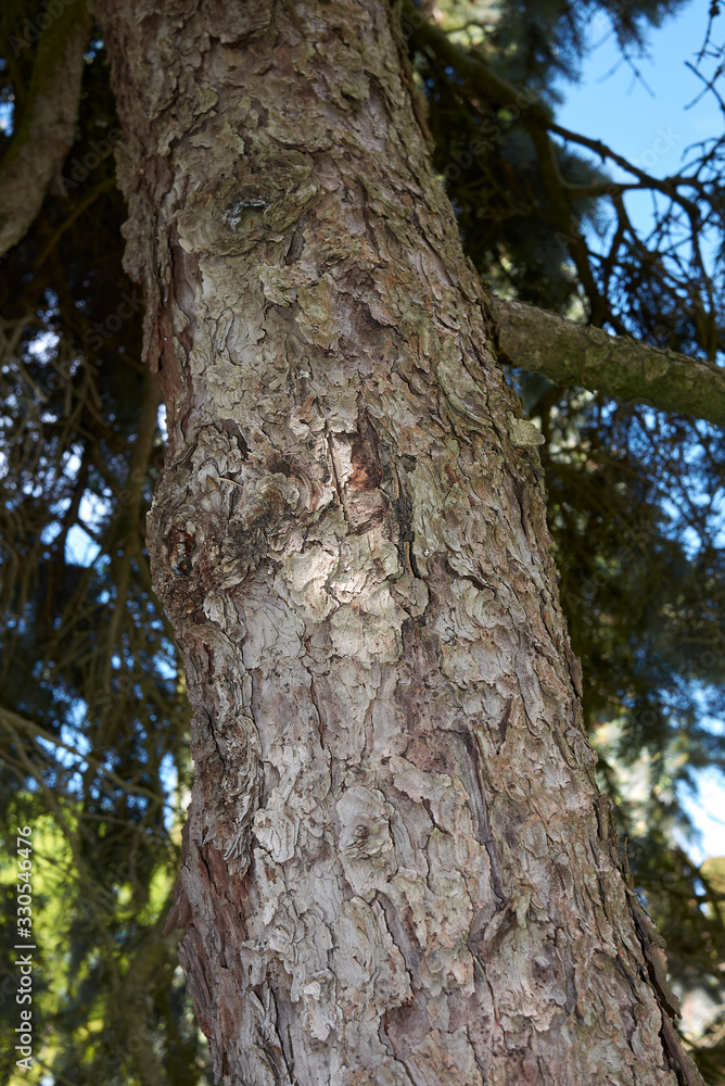 Picea pungens