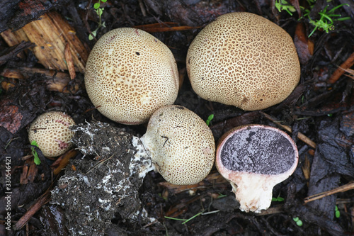 Scleroderma bovista, or Scleroderma verrucosum var. bovista, known as the Potato Earthball, wild fungus from Finland photo