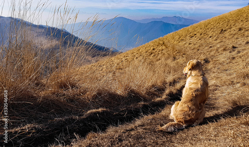 Golden retriever on Bollettone trail photo