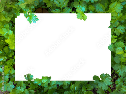 Blank rectangle in the plant and flowers ,Flat lay in white background