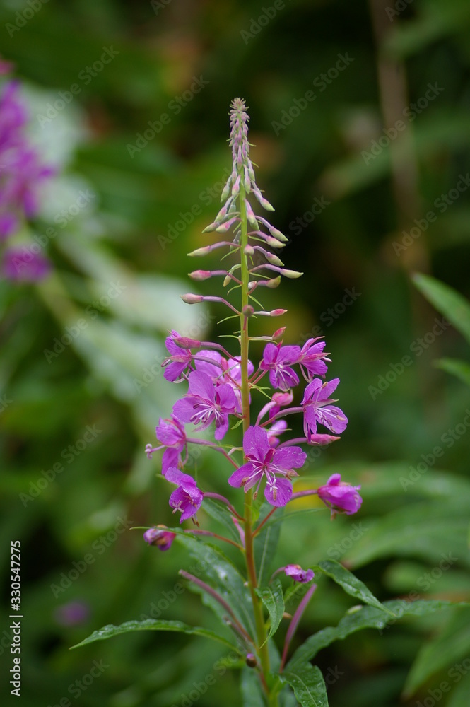 Obraz premium purple mountain flower