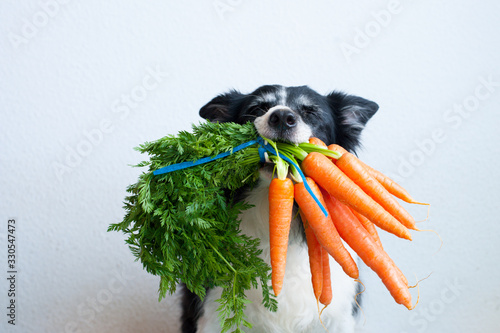 Dog with bunch of carrots in mouth. Cute black and white border collie.