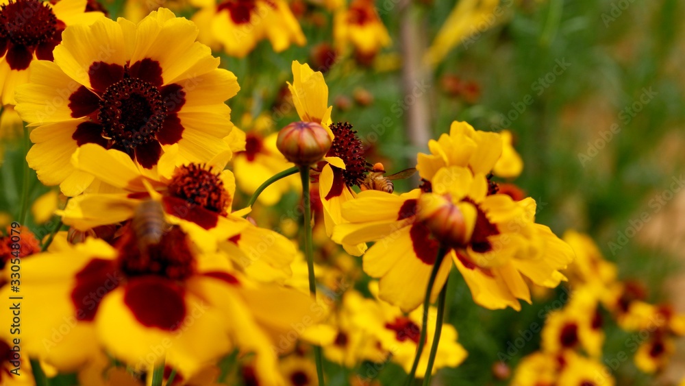 yellow flowers in garden yellow flowers in garden