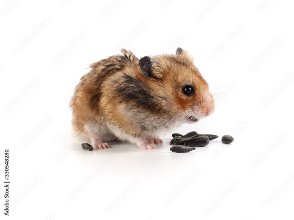 This little hamster nibbles on sunflower seeds. Cute rodent on a white background. This little hamster nibbles on sunflower seeds. Cute rodent on a white background.