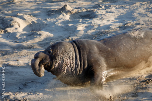 Male elephant seal running on the beach