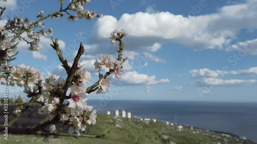 Wallpaper Mural blooming almonds on the background of the sea and clouds Torontodigital.ca