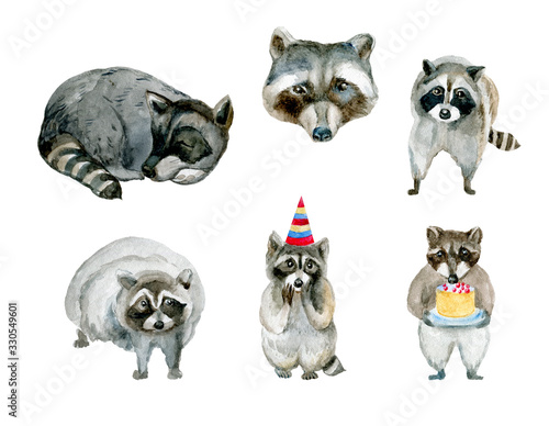Raccoon Watercolor set of painted raccoons. Hand made wild animals isolated on white background.