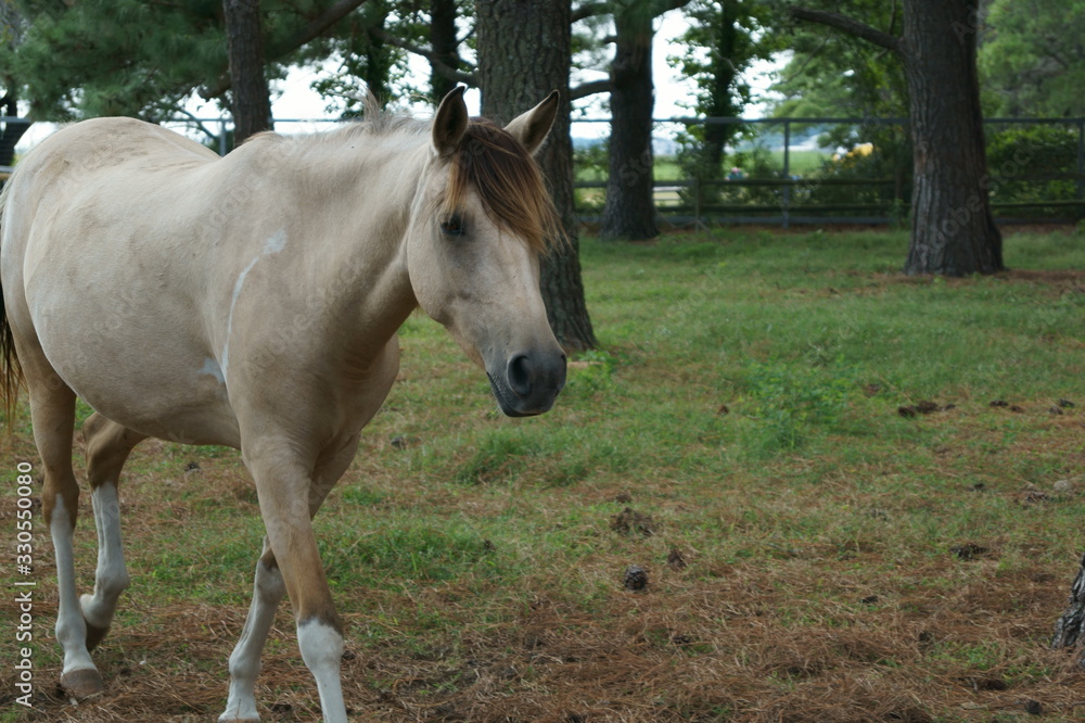 Fototapeta premium Horse