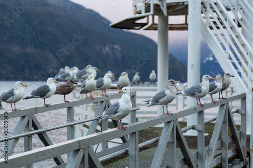 Flock of Seagulls sitting on the railing by the ocean during a vibrant winter sunrise. Taken in Porteau Cove, Howe Sound, Near Squamish and Vancouver, British Columbia, Canada.