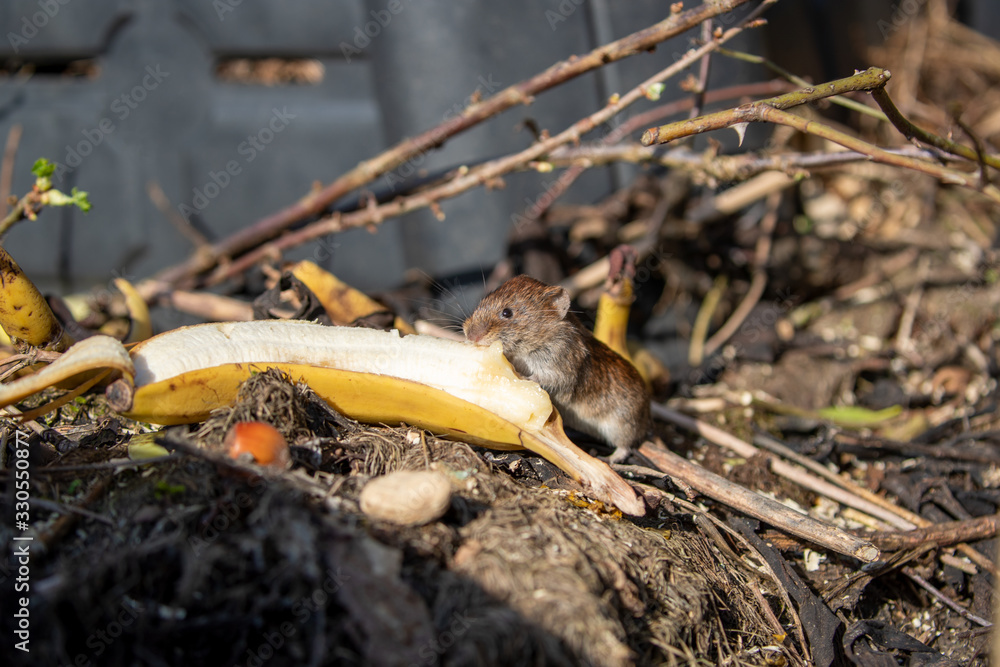 Eine Maus sitzt eine Banane fressend auf einem Komposthaufen in der Seitenansicht Eine Maus sitzt eine Banane fressend auf einem Komposthaufen in der Seitenansicht