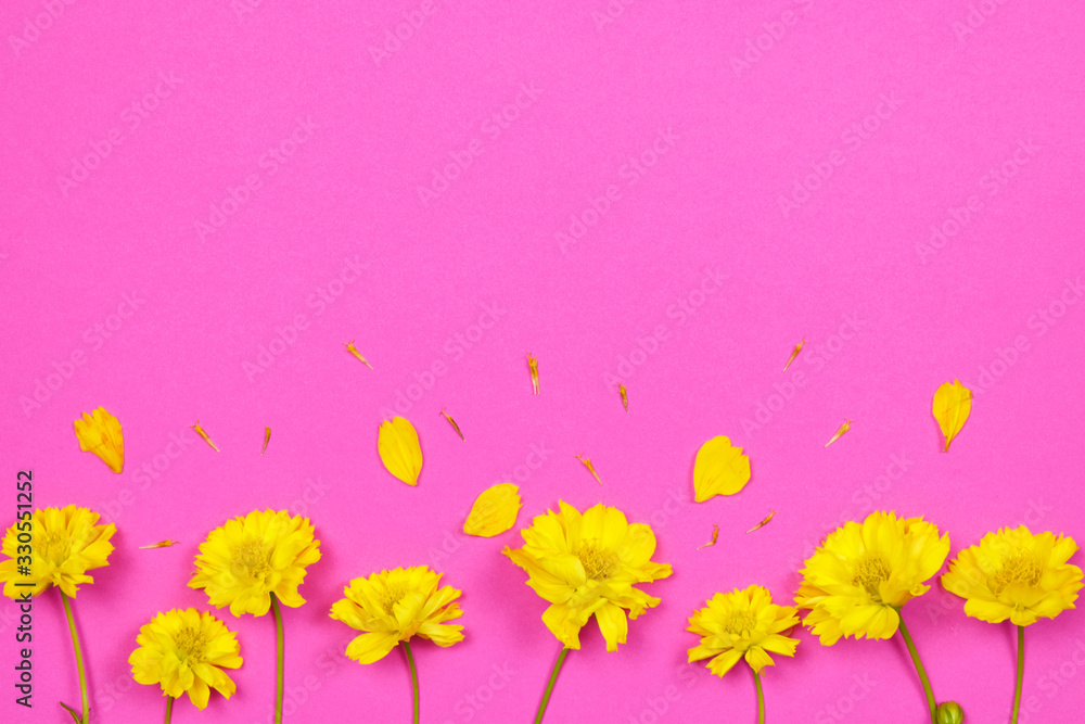 Fototapeta premium Flowers composition. Yellow flowers on pink background. Spring, summer concept.