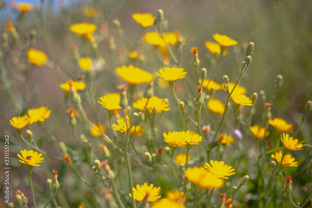 yellow wildflowers of Russia, blurred background
