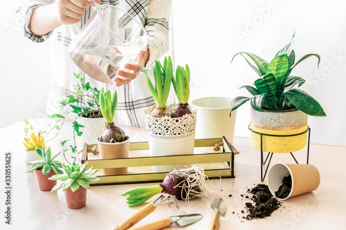 Woman taking care of various home plants, watering and repoting
