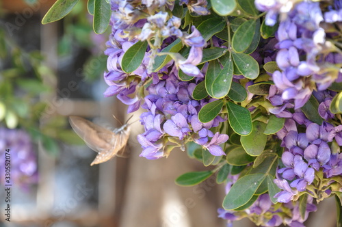 Texas mountain laurel blossoms are attracting all sort of wild life and excited creatures photo