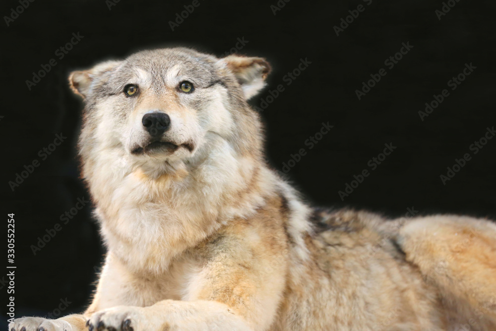 Portrait on black background of an old female wolf
