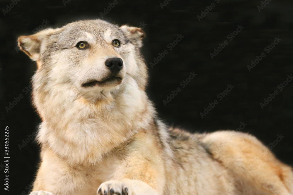 Obraz premium Portrait on black background of an old female wolf