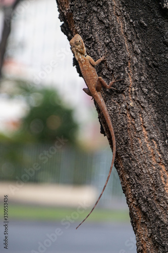 Fototapeta Naklejka Na Ścianę i Meble -  kameleon