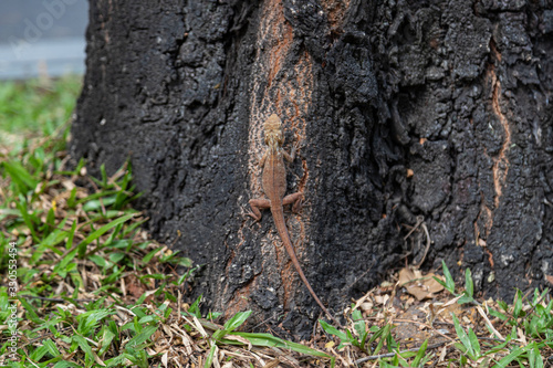 Fototapeta Naklejka Na Ścianę i Meble -  kameleon