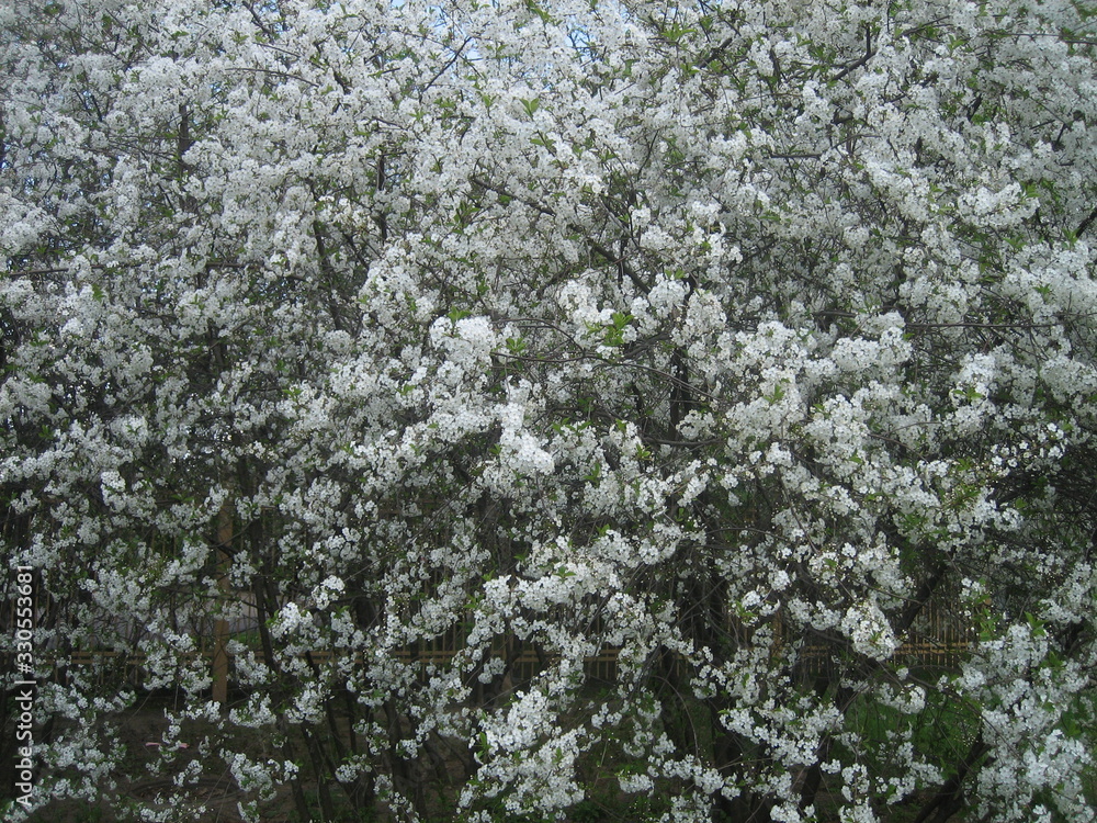 Blooming Apple tree in spring. The whole Apple tree is covered with white delicate flowers. Blooming Apple tree in spring. The whole Apple tree is covered with white delicate flowers.