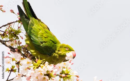 Fototapeta samoprzylepna Rose-ringed parakeet (Psittacula krameri), also known as the ring-necked parakeet wild green parrot perching on a cherry blossom branches holding cherry blossom flower in his red beak in Amsterdam