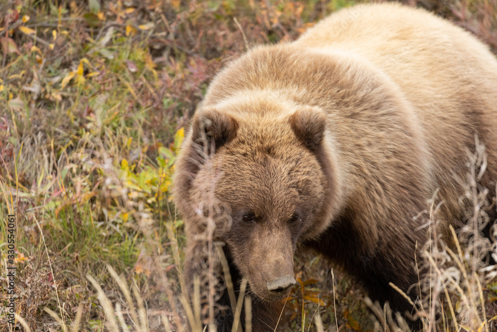 Grizzly Bear in Denali National Park Alaska in Autumn Grizzly Bear in Denali National Park Alaska in Autumn