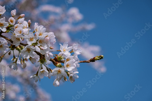 Kersenbloesempark translation flower park There are 400 cherry trees in the Amsterdamse Bos, In the spring you can enjoy the beautiful cherry blossom or Sakura. photo