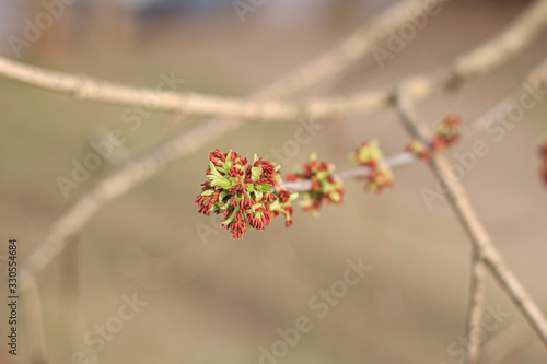 A sprig of tree blooms in spring